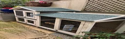 Mini Lop rabbits for sale: Mini lop rabbit in Torquay - Advert 15