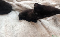 Mixed Breed cats for sale: Sweet kittens  - Image 7