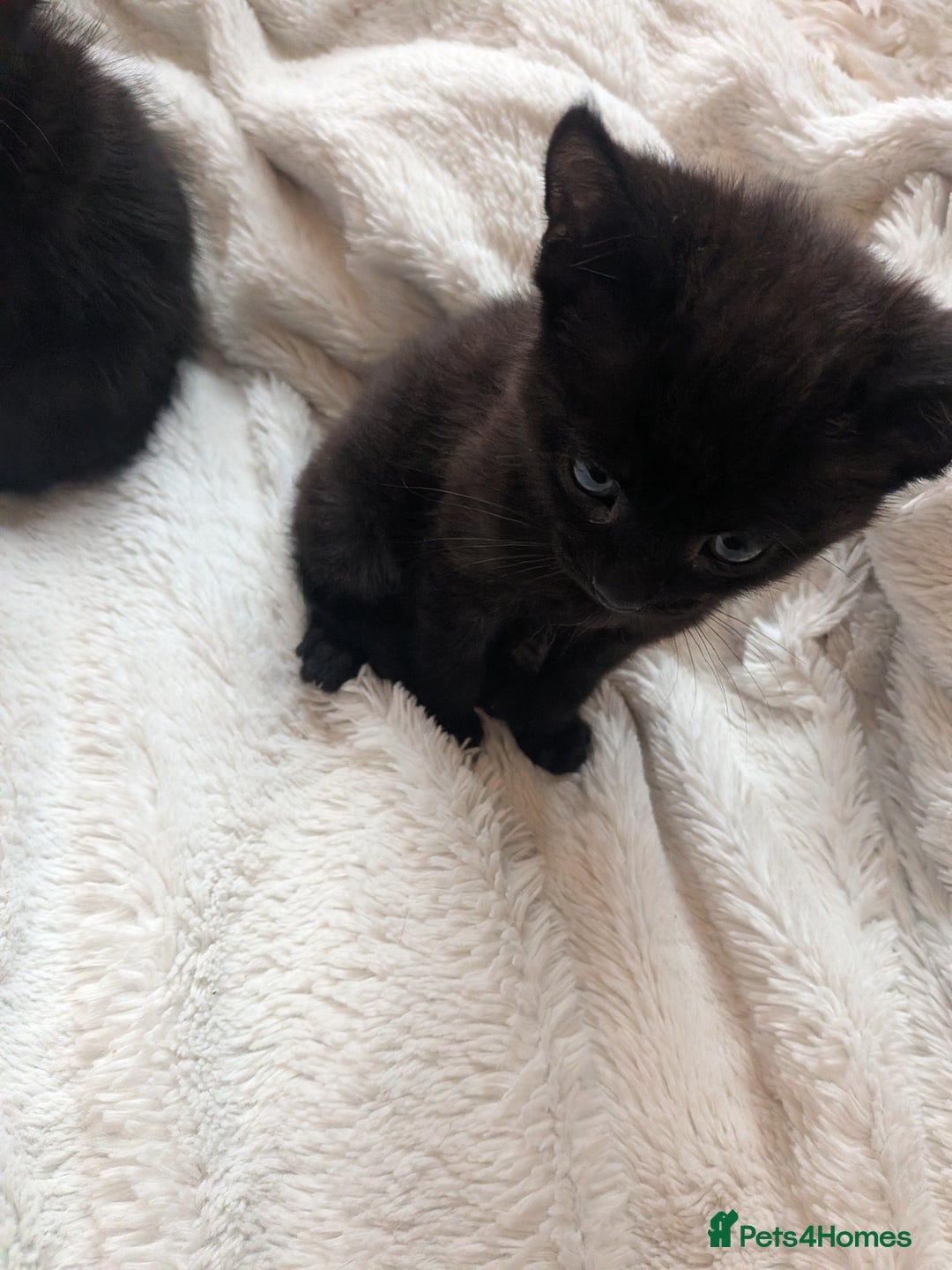 Mixed Breed cats for sale: Sweet kittens  - Image 7
