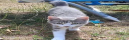 Mixed Breed cats for sale: Beautiful Female  - Advert 5