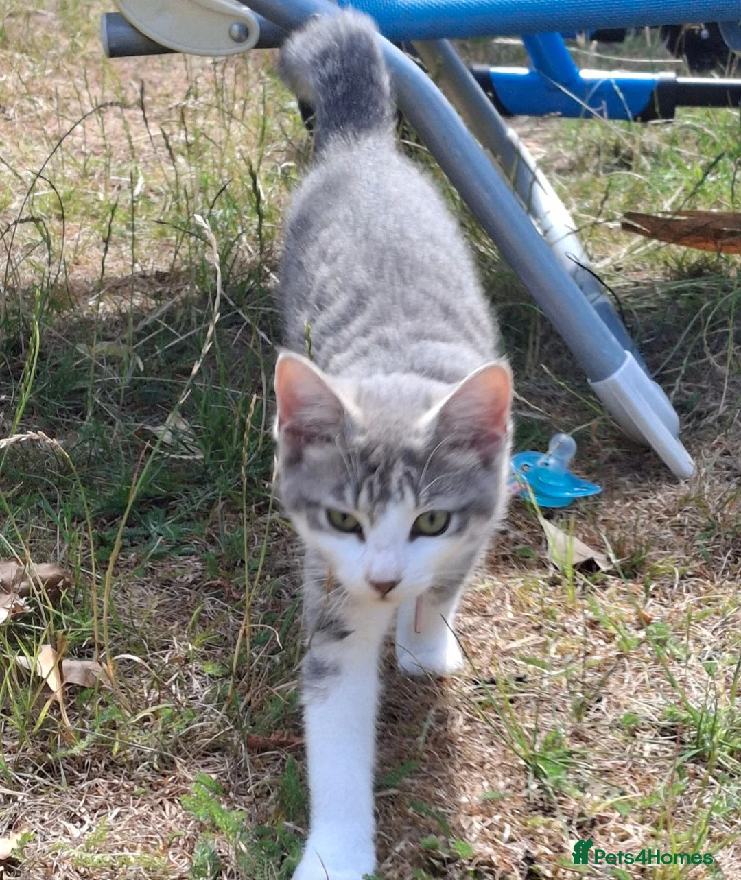 Mixed Breed cats for sale: Beautiful Female  - Advert 5