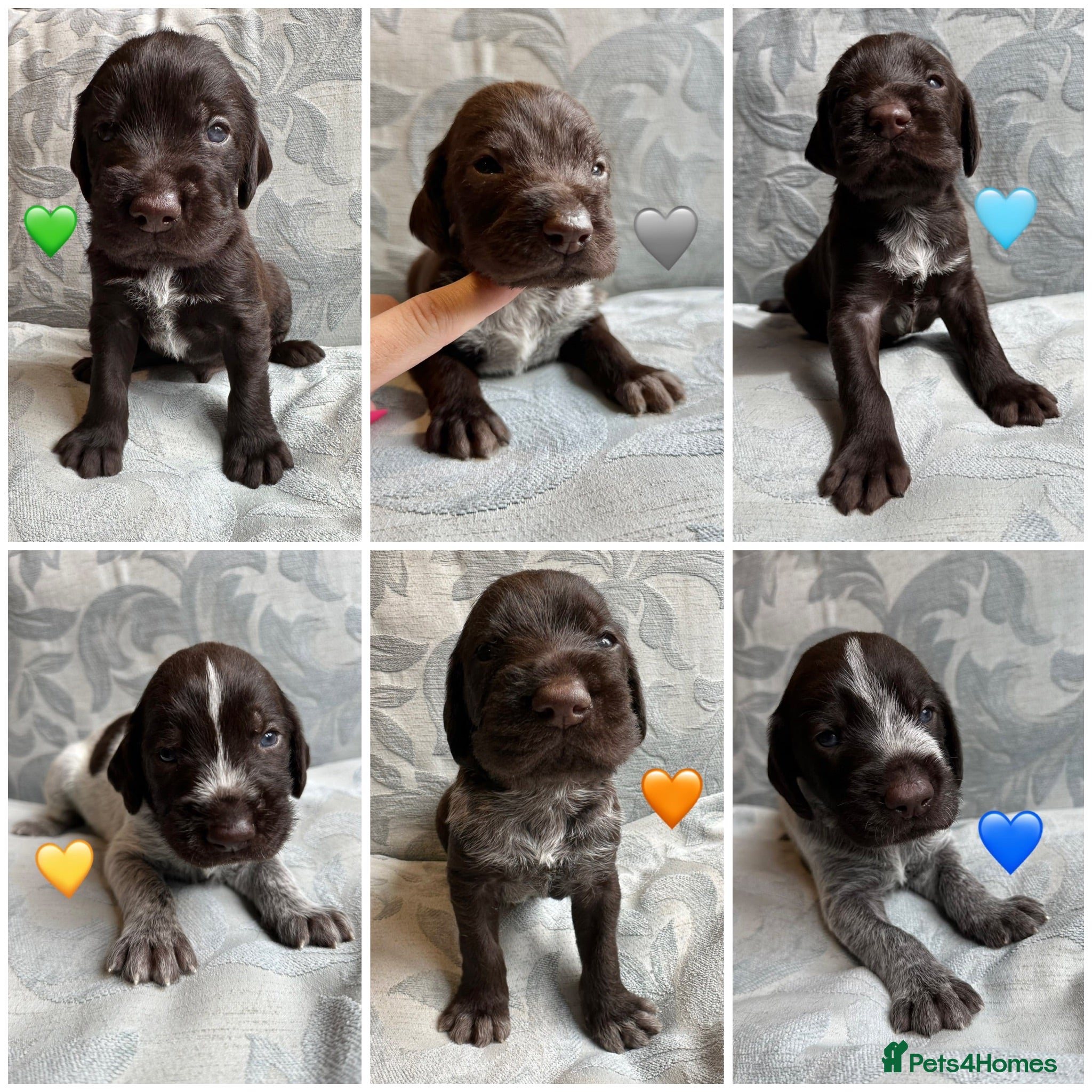 German Wirehaired Pointer dogs Kc reg german wirehaired pointer puppies for sale - Advert 1