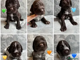 German Wirehaired Pointer dogs Kc reg german wirehaired pointer puppies for sale - Advert 1