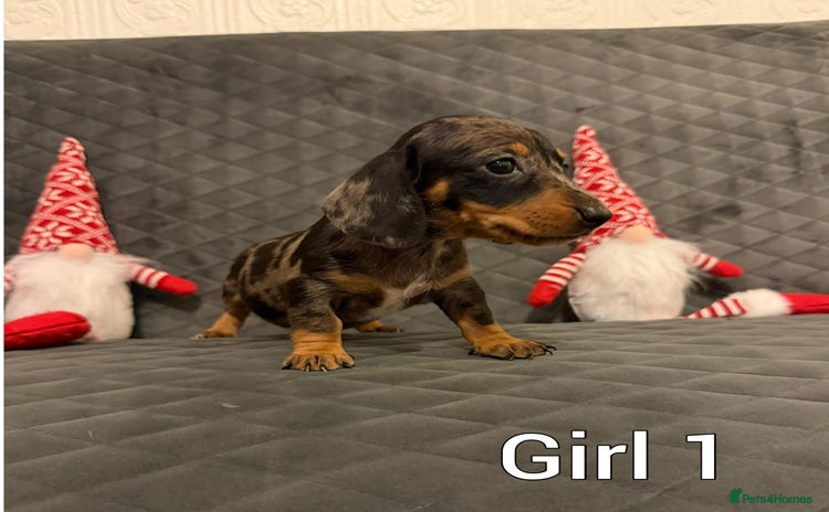 Miniature Dachshund dogs Miniature Dachshund  - Advert 3