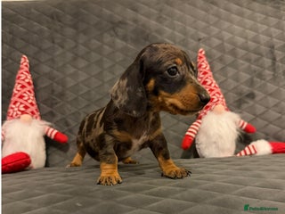 Miniature Dachshund dogs Miniature Dachshund - Advert 8