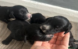 Cocker Spaniel dogs for sale: Cocker spaniel puppies  - Image 5