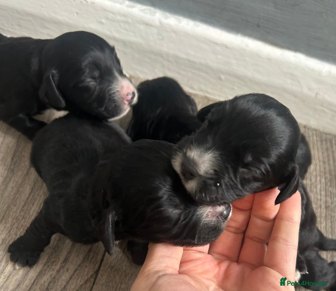 Cocker Spaniel dogs for sale: Cocker spaniel puppies  - Image 5