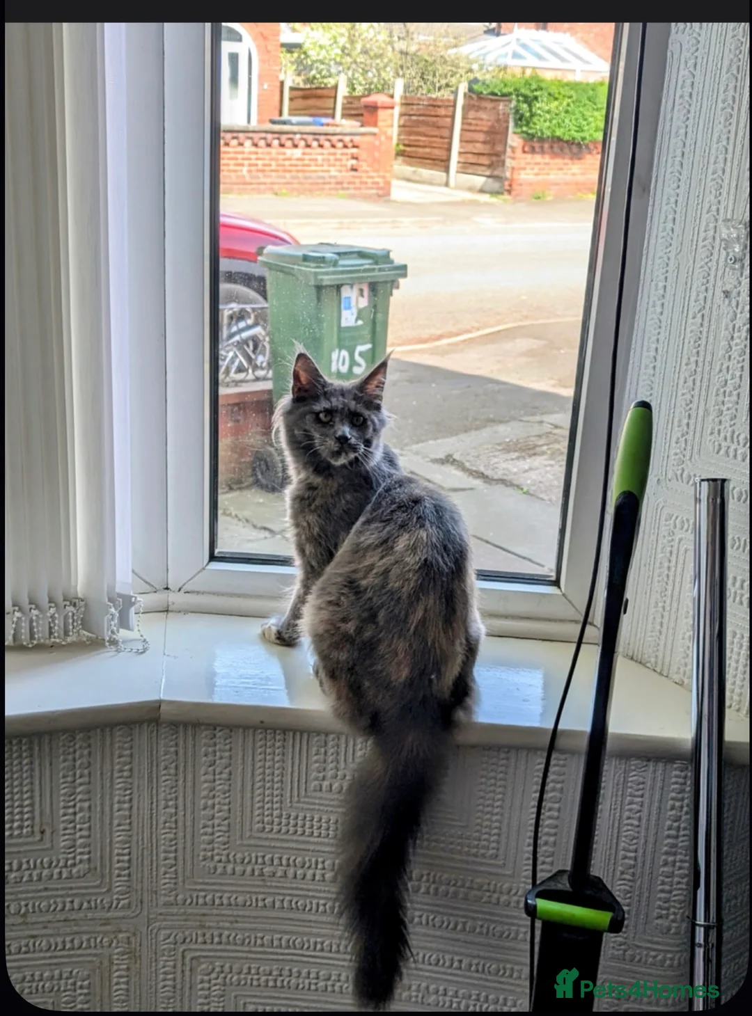 Maine Coon cats for sale: XL Maine coon kittens for sale  in Hyde - Advert 5