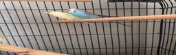 Budgerigars birds for sale: Parrots looking for home  - Advert 5