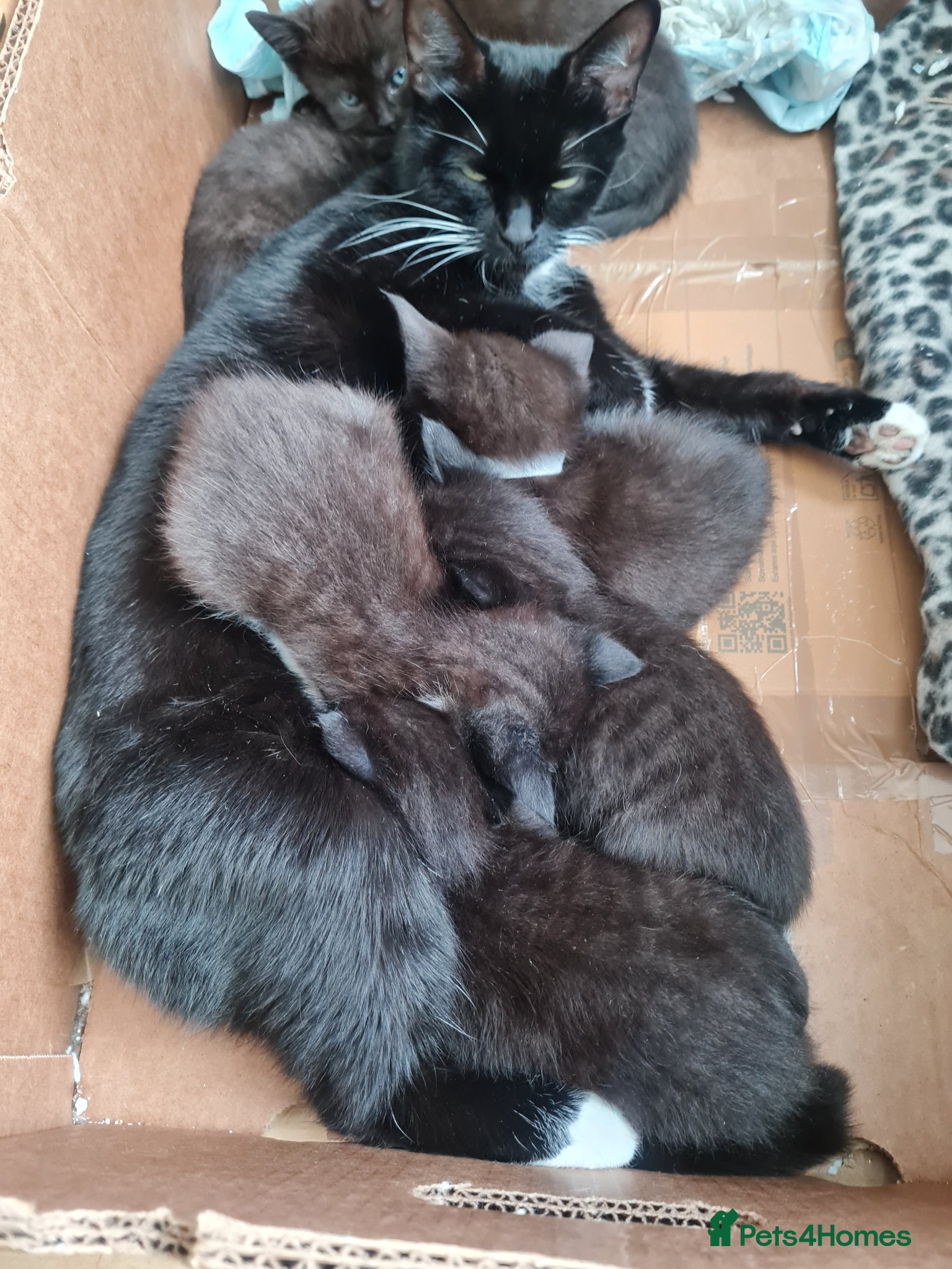 Mixed Breed cats 9 kittens black or black and white  - Advert 1