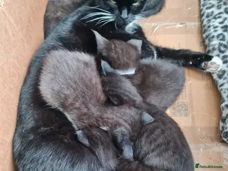 Mixed Breed cats 9 kittens black or black and white - Advert 1