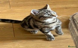 Ragcoon cats for sale: Stunning ragdoll x Maine coon - Image 2