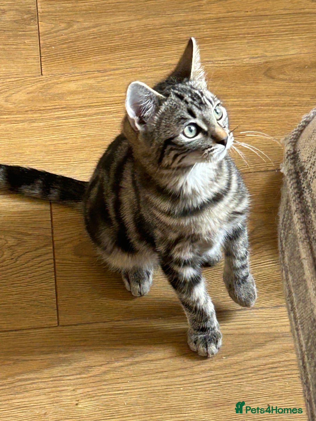 Ragcoon cats for sale: Stunning ragdoll x Maine coon - Image 2