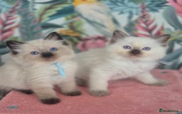 Ragdoll cats for sale: GCCF REGISTERED RAGDOLL KITTENS available septembe - Image 8