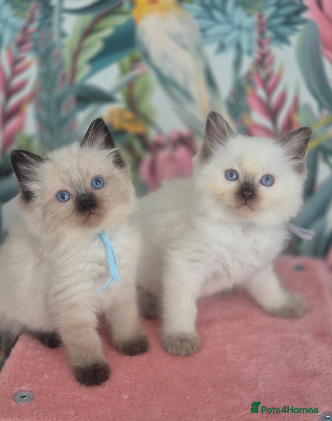 Ragdoll cats for sale: GCCF REGISTERED RAGDOLL KITTENS available septembe - Image 8