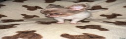 Chihuahua dogs for sale: Ready to go White/Lilac Parti Chihuahua - Advert 1