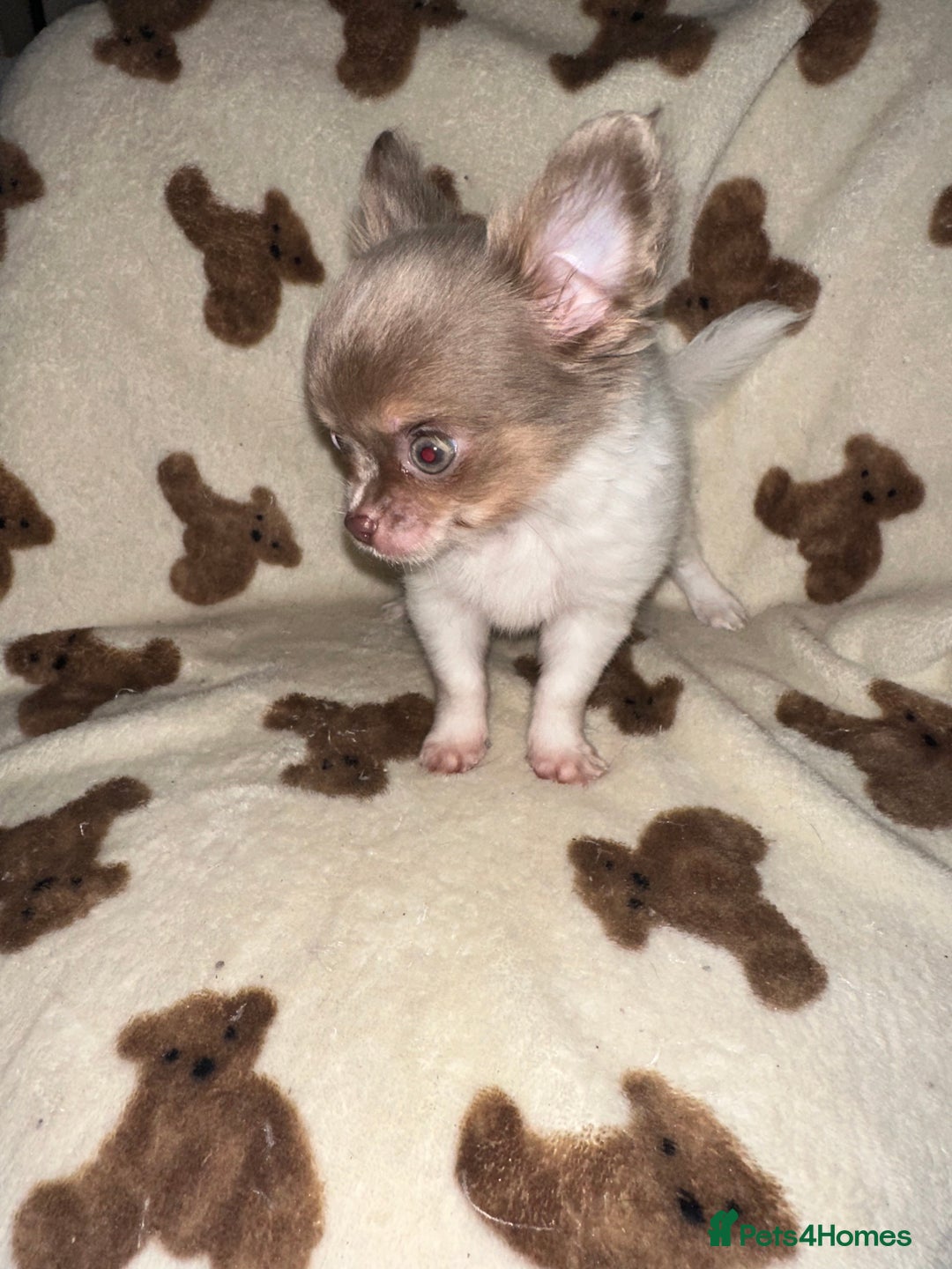 Chihuahua dogs for sale: Ready to go White/Lilac Parti Chihuahua - Advert 1