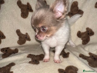 Chihuahua dogs Ready to go, Chihuahuas - Advert 3