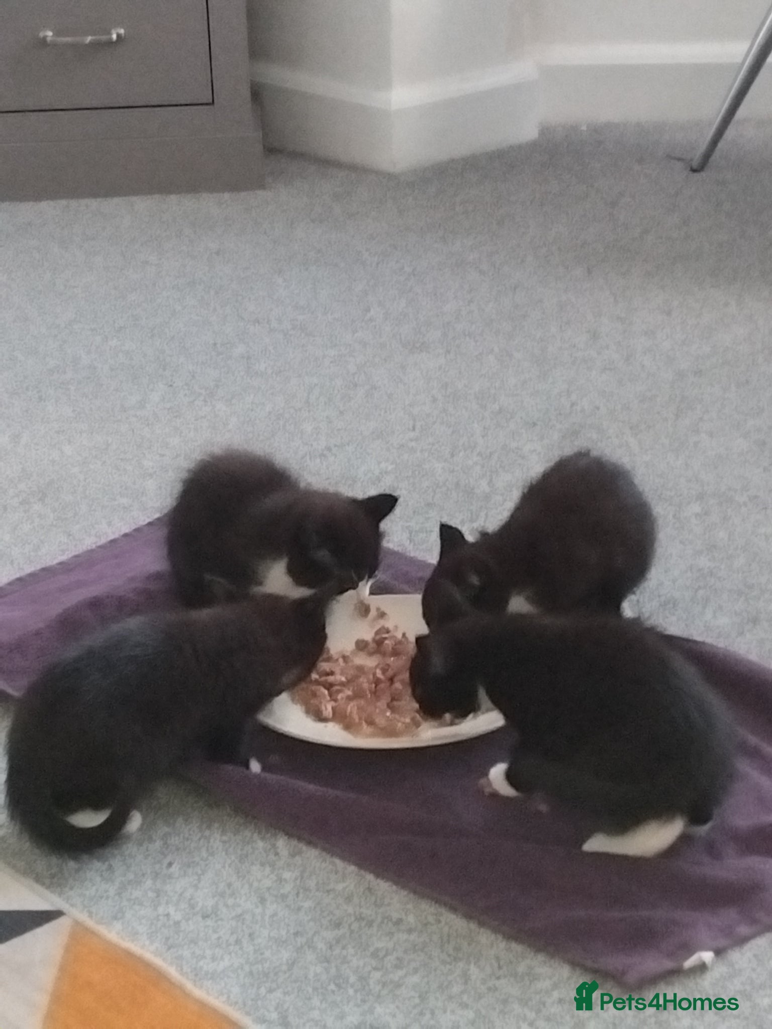 Mixed Breed cats Black and white kittens for sale - Advert 5