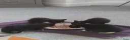 Mixed Breed cats for sale: Black and white kittens for sale in Weymouth - Advert 1