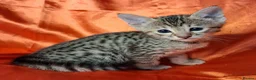 Savannah cats for sale: Super spotty Savannah kittens - Advert 23