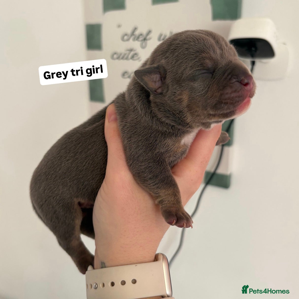 American Bully dogs 1 LEFT Pocket bully  - Advert 20