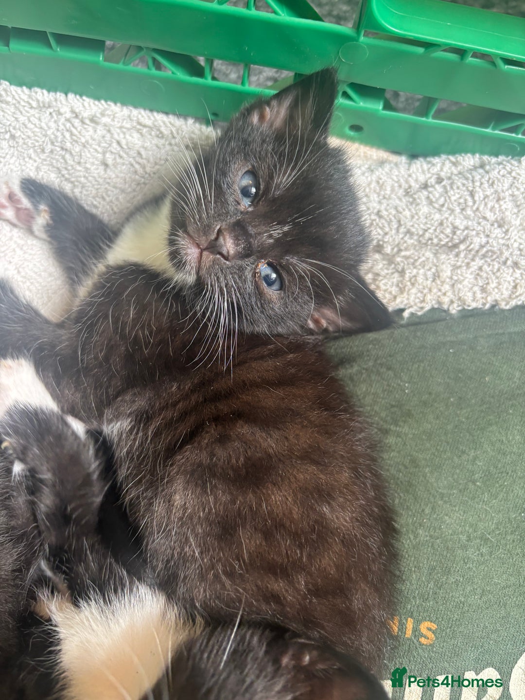 Mixed Breed cats for sale: 4 adorable kitten for sale💕 - Image 3