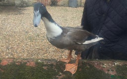 Ducks poultry for sale: Dutch Hookbills (Juvenile ducks) - Image 1