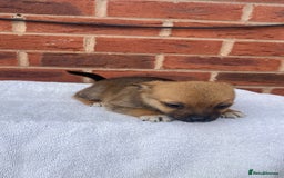 Mixed Breed dogs for sale: Jack Russel cross Pomeranian puppy’s  - Image 12