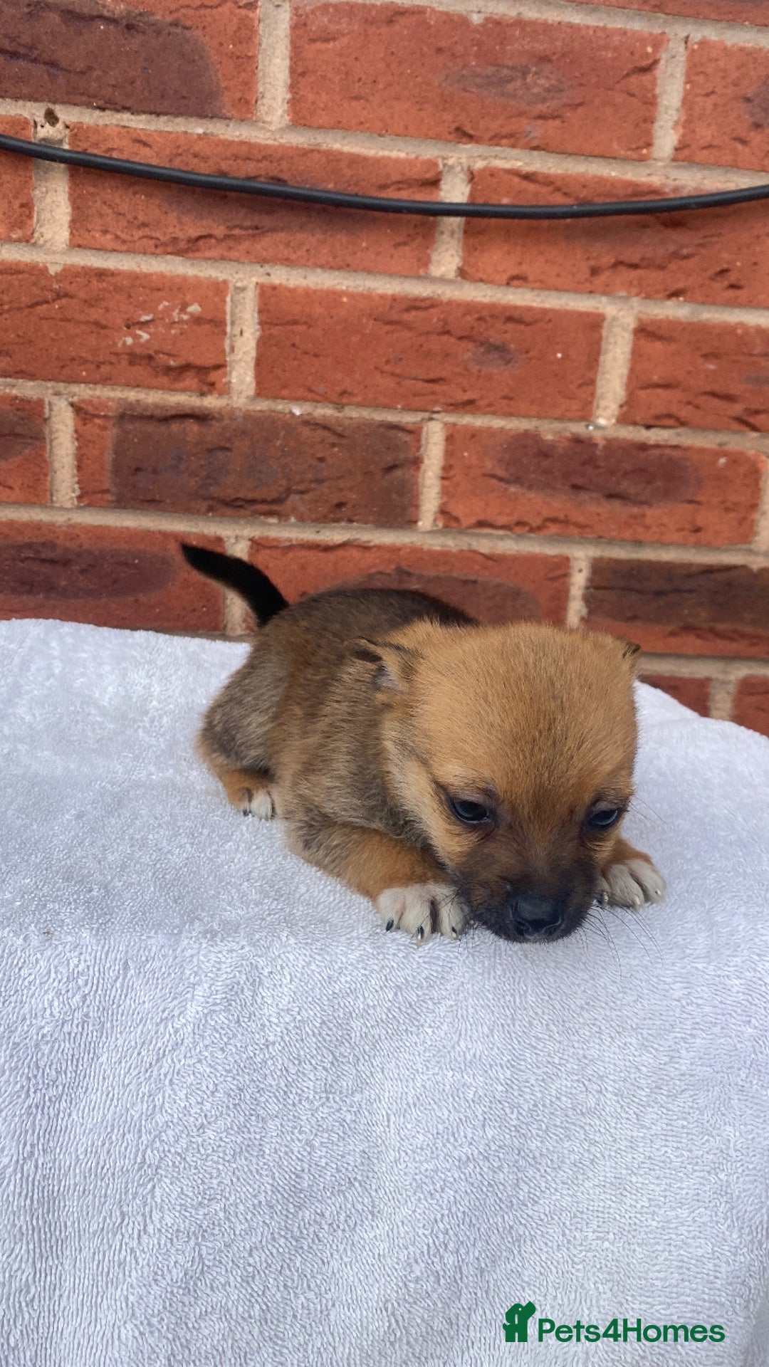 Mixed Breed dogs for sale: Jack Russel cross Pomeranian puppy’s  - Image 12