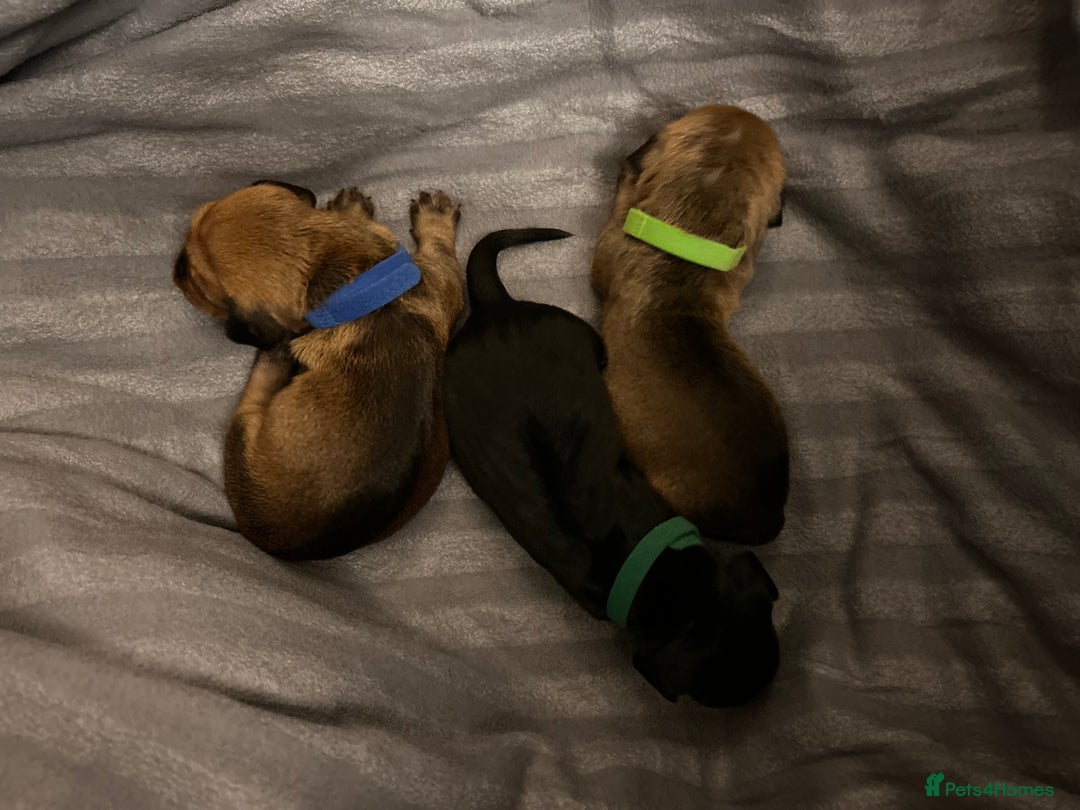 Dachshund dogs for sale: Litter of 8 beautiful dachshund puppies🩵🩷 - Advert 12