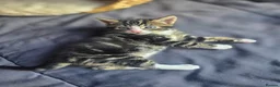Mixed Breed cats for sale: Kittens for sale in Liphook - Advert 3