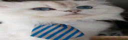 Scottish Fold cats for sale: Adorable Scottish Fold Kittens  - Advert 28
