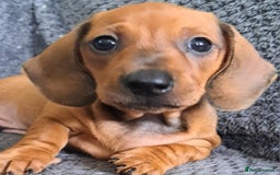 Miniature Dachshund dogs for sale: Minature dachshund male puppie - Image 1