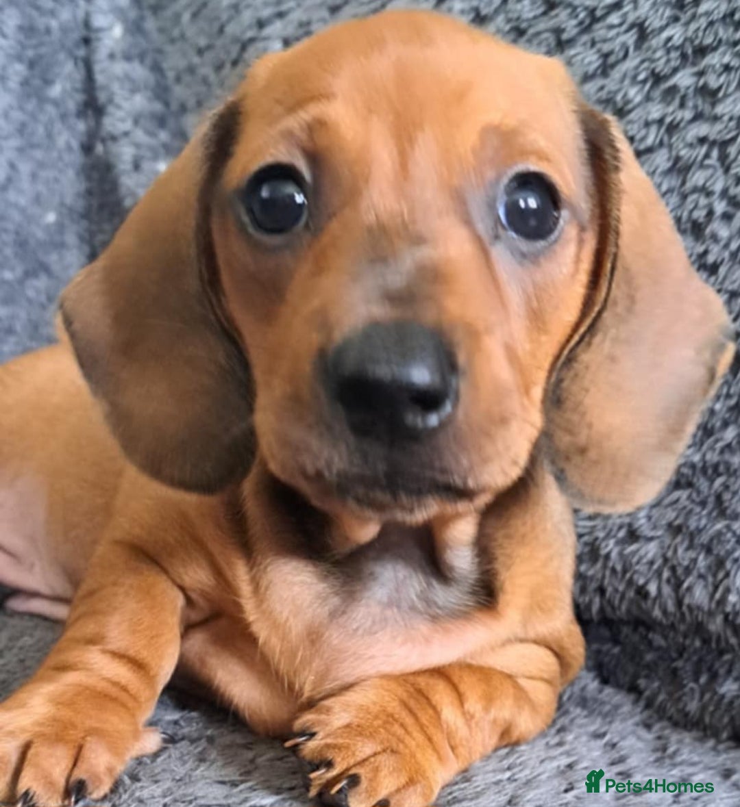 Miniature Dachshund dogs for sale: Minature dachshund male puppie - Image 1