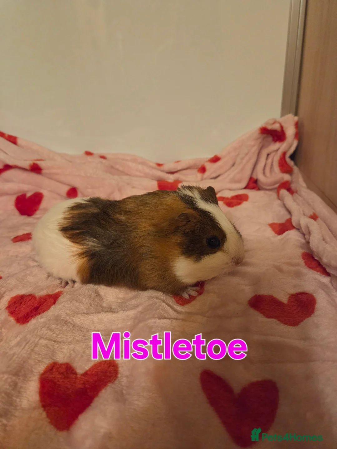 Guinea Pig rodents for sale: Gorgeous Baby Girl Guinea Pigs - Advert 3