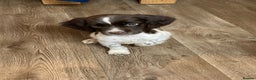 English Springer Spaniel dogs for sale: 1 BOY LEFT!! Working Bred Springer Spaniel.  - Advert 33