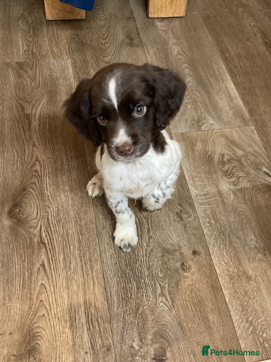 English Springer Spaniel dogs for sale: 1 BOY LEFT!! Working Bred Springer Spaniel.  - Advert 33