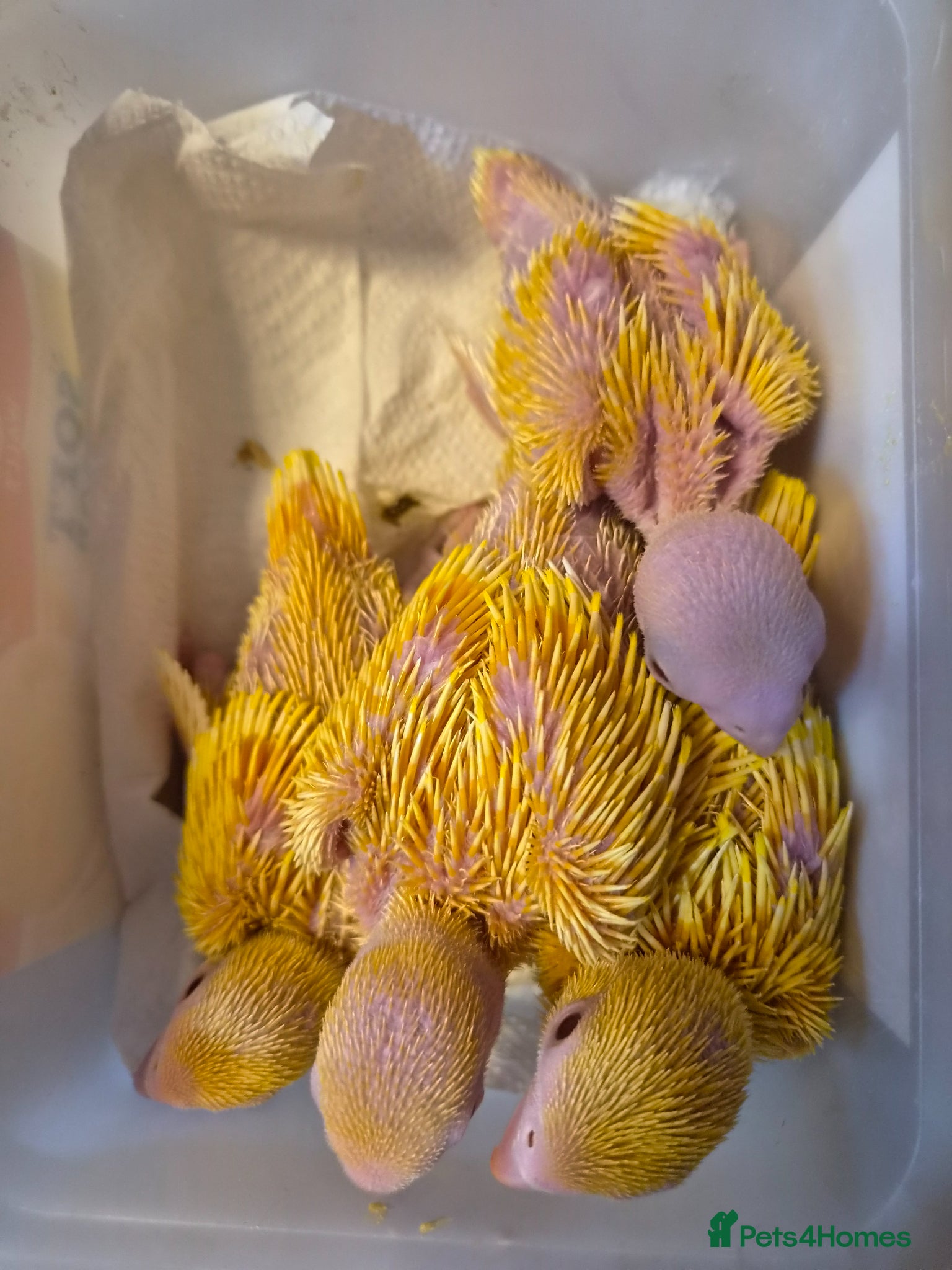 Ringnecks birds Hand-Reared Baby Indian Ringnecks for Sale - Advert 1