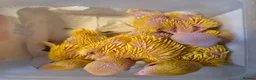Ringnecks birds for sale: Hand-Reared Baby Indian Ringnecks for Sale - Advert 1