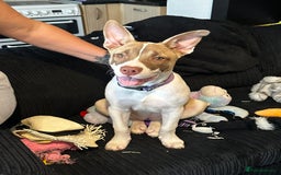 Mixed Breed dogs for sale: Staff x Akita  - Image 1