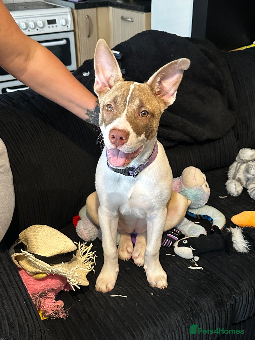 Mixed Breed dogs for sale: Staff x Akita  - Image 1