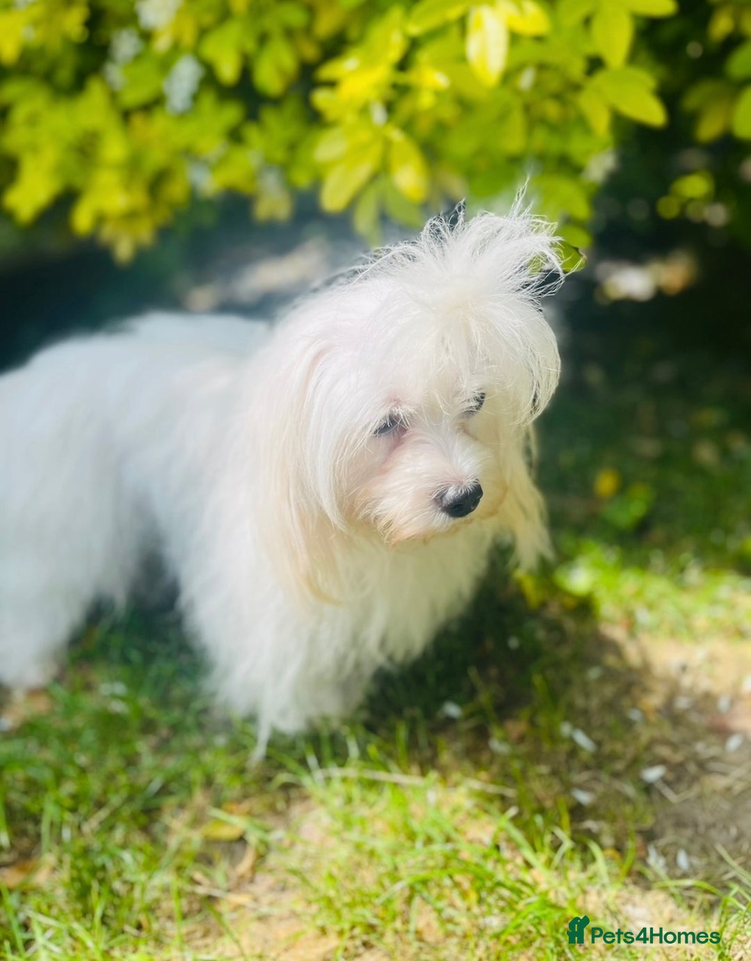 Maltipoo dogs for sale: ADORABLE F1 MALTIPOO PUPPIES DNA TESTED  - Image 23