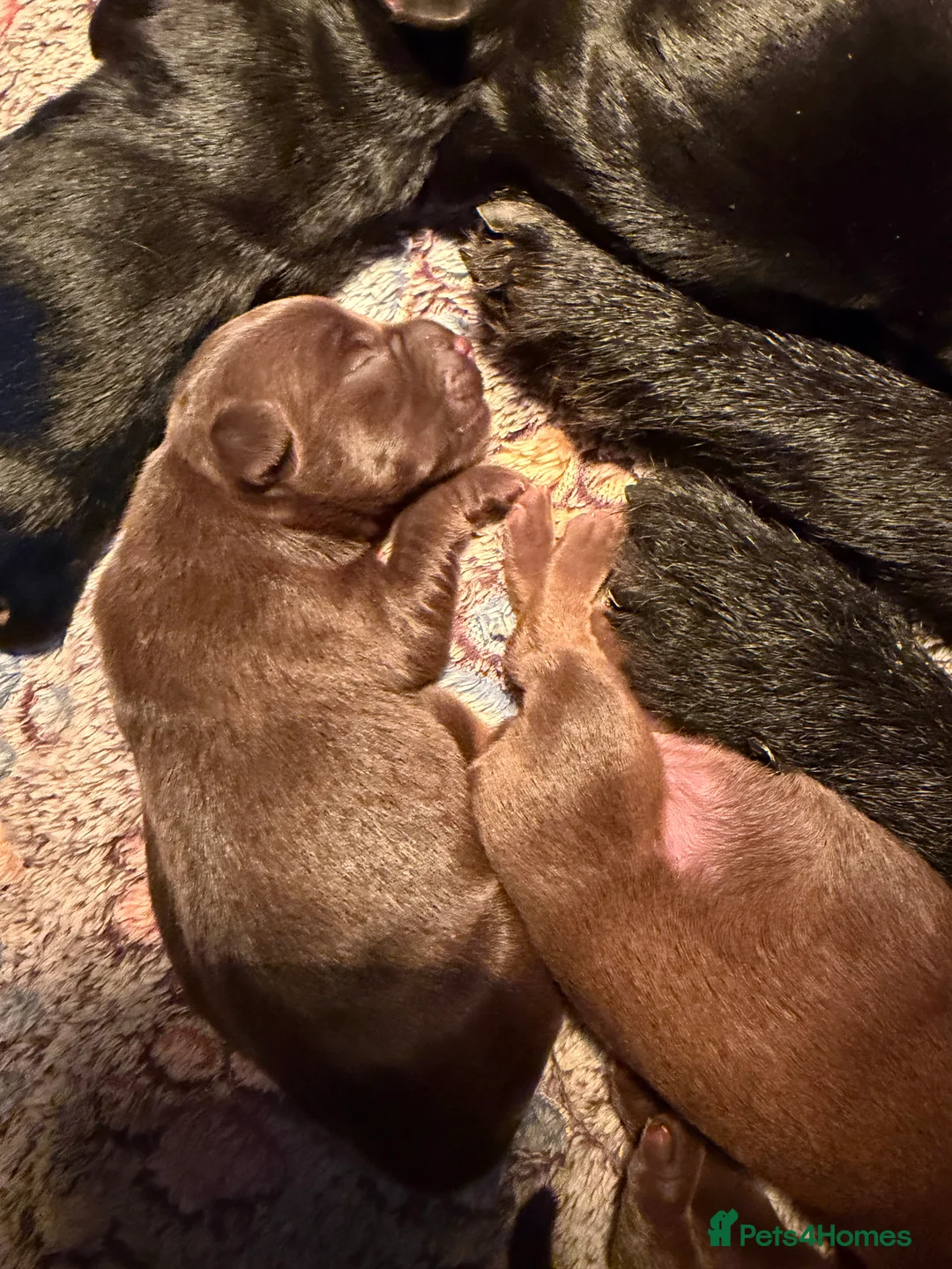 Patterdale Terrier dogs for sale: Chocolate Patterdales ready  **  weekend 🤎🐣  - Advert 4