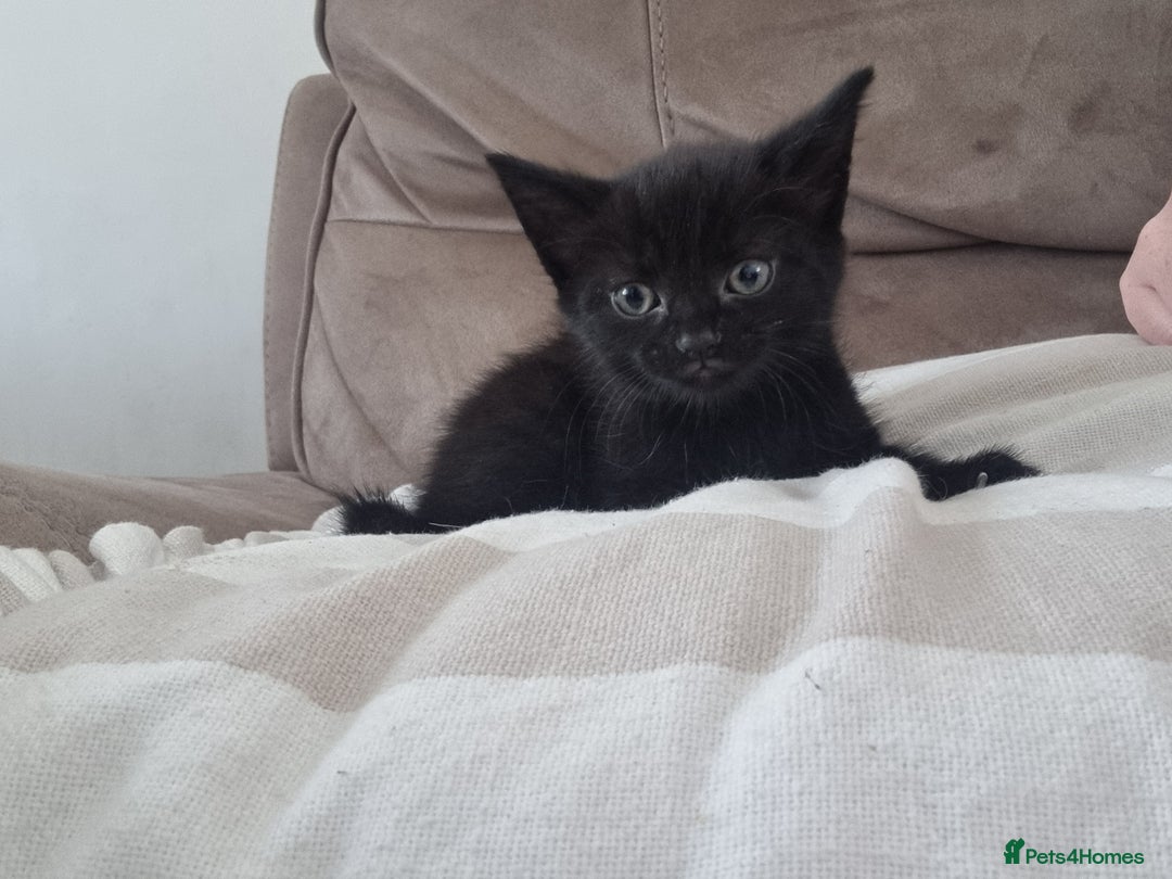 Mixed Breed cats for sale: Help us find our forever families.  - Image 7