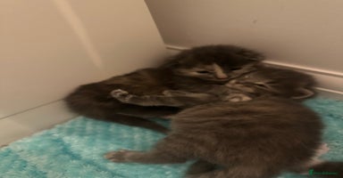 Maine Coon cats Beautiful mainecoon crosses - Advert 5