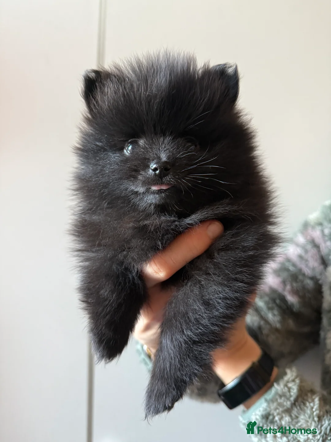 Pomeranian dogs for sale: Two Poms looking for forever home - Advert 7