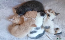 British Shorthair cats for sale: British shorthair cross kittens - Image 1