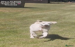 Mixed Breed dogs for adoption: Kaya, 2 years approx. Available for adoption. in Brixham - Image 7
