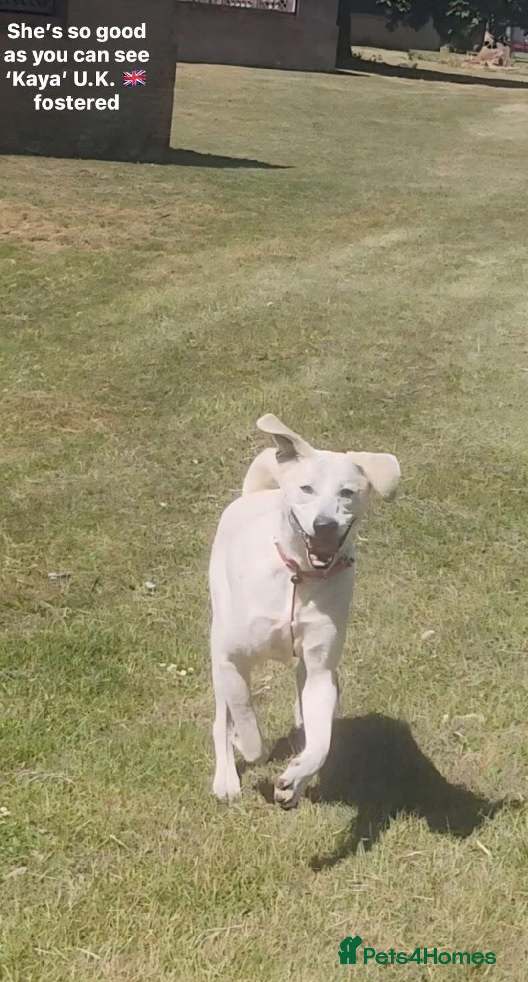 Mixed Breed dogs for adoption: Kaya, 2 years approx. Available for adoption. in Brixham - Image 7